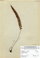 藏品(芽苞耳蕨)的圖片